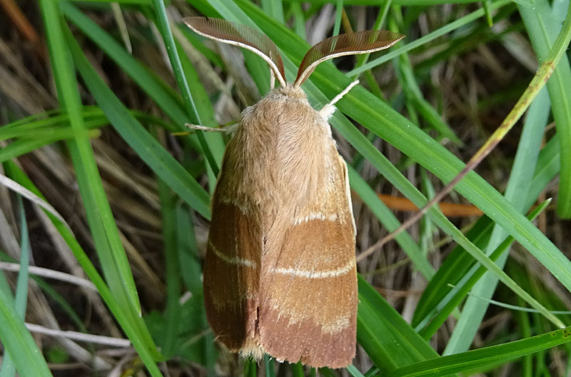 maschio di Macrothylacia rubi - Lasiocampidae